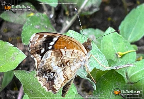 Thumbnail image #3 of the Texan-Crescent-Butterfly