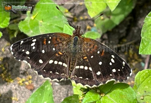 Thumbnail image #2 of the Texan-Crescent-Butterfly