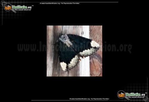 Thumbnail image of the The-Betrothed-Moth