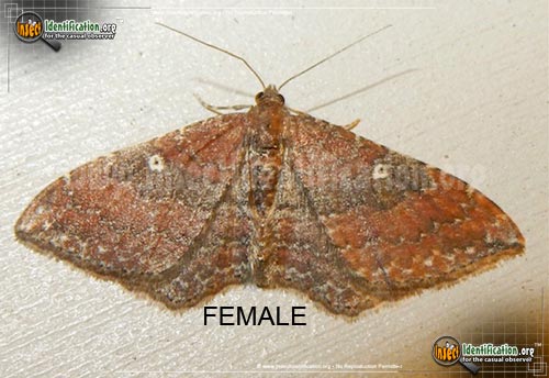 Thumbnail image of the The-Gem-Moth
