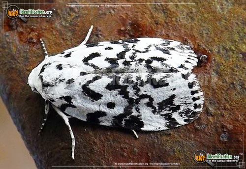 Thumbnail image #2 of the The-Hebrew-Moth