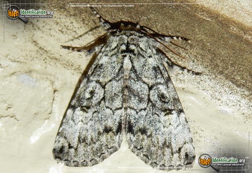 Thumbnail image of the The-Laugher-Moth