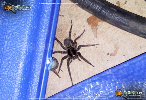 Thumbnail image of the Thin-Legged-Wolf-Spider
