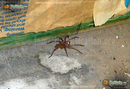 Thumbnail image #2 of the Thin-Legged-Wolf-Spider