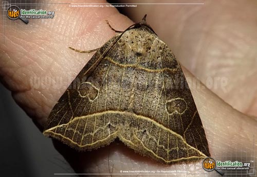 Thumbnail image of the Thin-Lined-Owlet-Moth