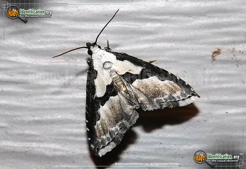 Thumbnail image of the Thin-Winged-Owlet-Moth