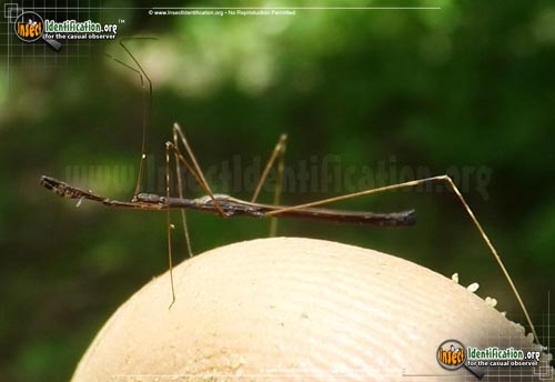 Thumbnail image of the Thread-Legged-Assassin-Bug-Emesaya-brevipennis