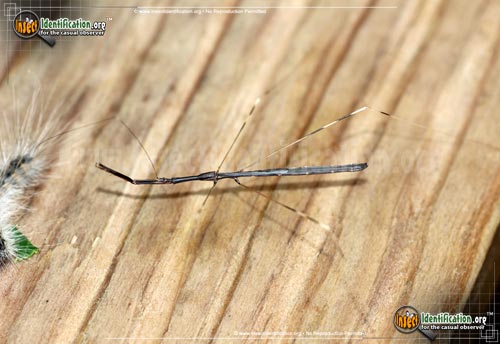 Thumbnail image #2 of the Thread-Legged-Assassin-Bug-Emesaya-brevipennis