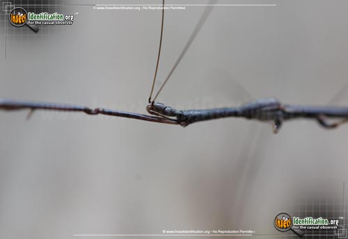 Thumbnail image #4 of the Thread-Legged-Assassin-Bug-Emesaya-brevipennis