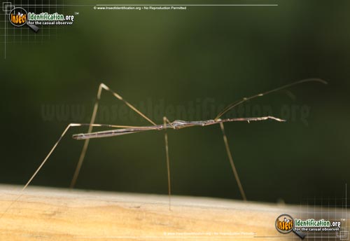 Thumbnail image #3 of the Thread-Legged-Assassin-Bug-Emesaya-brevipennis