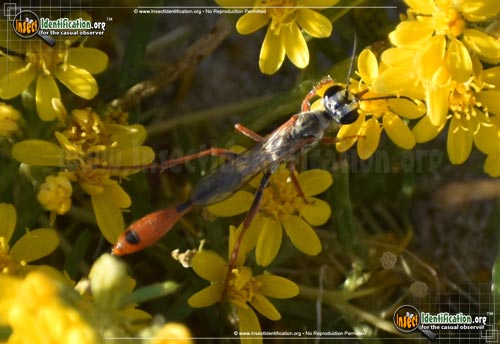 Thumbnail image #3 of the Thread-Waisted-Wasp-Ammophila-aberti