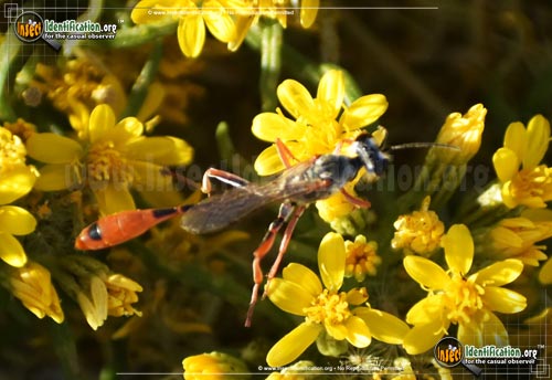 Thumbnail image of the Thread-Waisted-Wasp-Ammophila-aberti