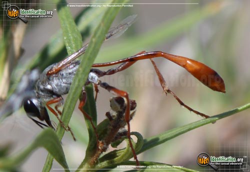 Thumbnail image #3 of the Thread-Waisted-Wasp-Ammophila
