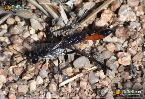 Thumbnail image of the Thread-Waisted-Wasp-Ammophila