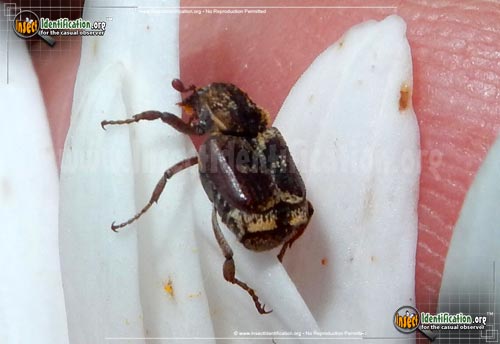 Thumbnail image of the Three-lined-Hoplia-Beetle