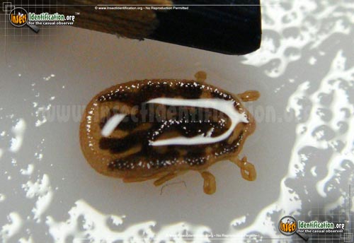 Ticle Insect Tick