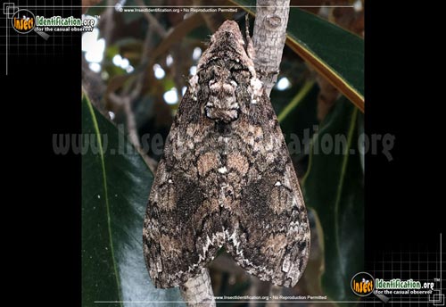 Thumbnail image #4 of the Tobacco-Hornworm-Moth