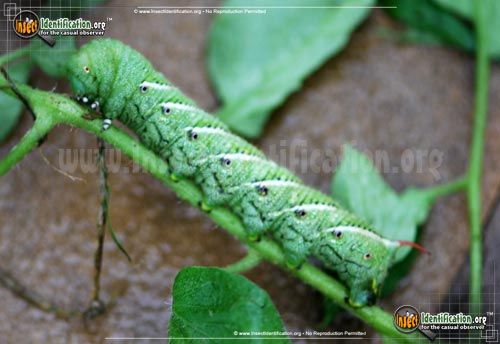 Thumbnail image #2 of the Tobacco-Hornworm-Moth