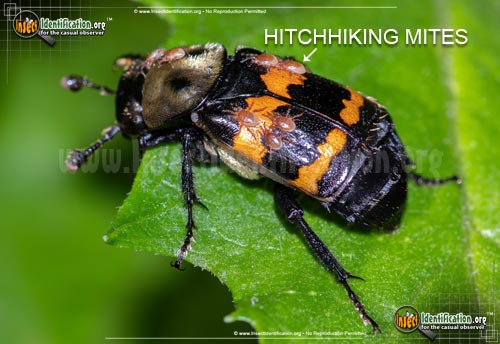 Thumbnail image #4 of the Tormentose-Burying-Beetle
