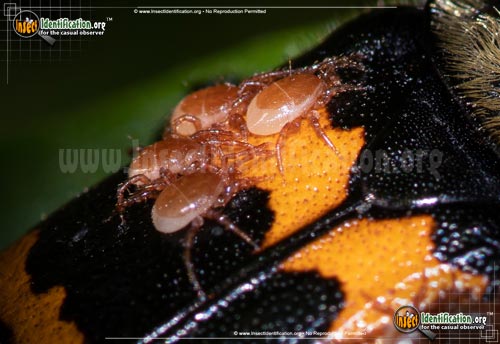 Thumbnail image #3 of the Tormentose-Burying-Beetle