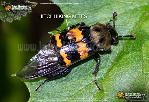 Thumbnail image of the Tormentose-Burying-Beetle