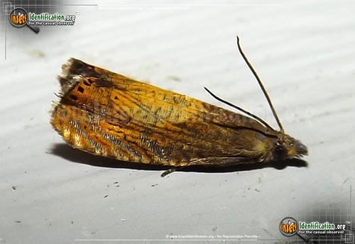 Thumbnail image of the Tortricid-Moth-Dichrorampha