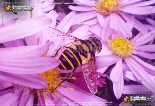 Thumbnail image #4 of the Transverse-Flower-Fly