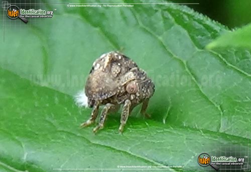 Thumbnail image of the Treehopper-Various