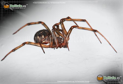Thumbnail image #3 of the Triangulate-Cob-Web-Spider
