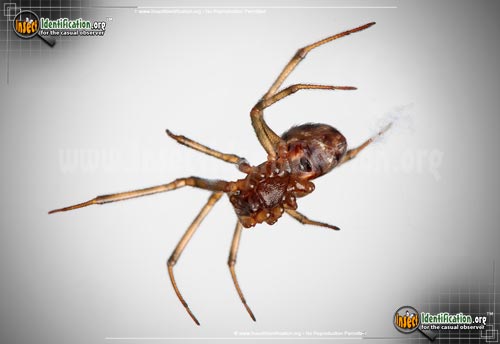 Thumbnail image #11 of the Triangulate-Cob-Web-Spider