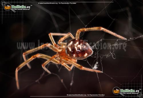 Thumbnail image of the Triangulate-Cob-Web-Spider