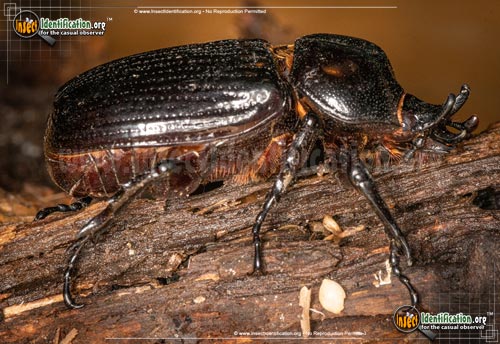 Thumbnail image of the Triceratops-Beetle