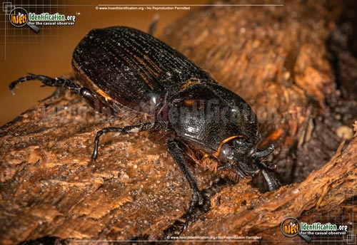 Thumbnail image #5 of the Triceratops-Beetle
