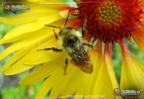 Thumbnail image #3 of the Tri-Colored-Bumble-Bee