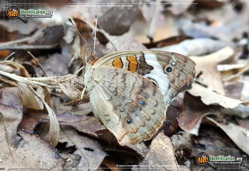 Thumbnail image of the Tropical-Buckeye-Butterfly