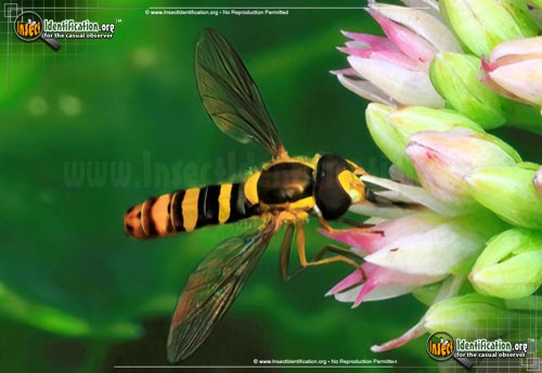 Thumbnail image of the Tufted-Globetail-Hover-Fly