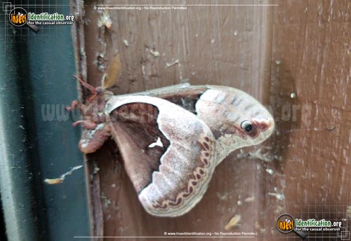 Thumbnail image #3 of the Tulip-Tree-Silkmoth