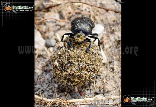 Thumbnail image #2 of the Tumblebug-Dung-Beetle-imitator