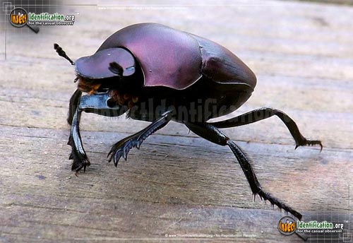Thumbnail image #3 of the Tumblebug-Dung-Beetle-imitator