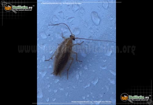 Thumbnail image of the Turkestan-Cockroach