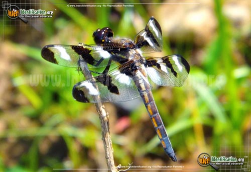 Thumbnail image of the Twelve-Spotted-Skimmer