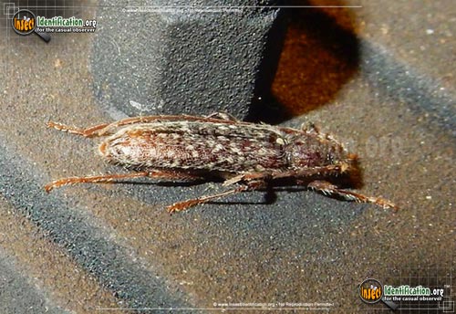 Thumbnail image of the Twig-Pruner-Beetle