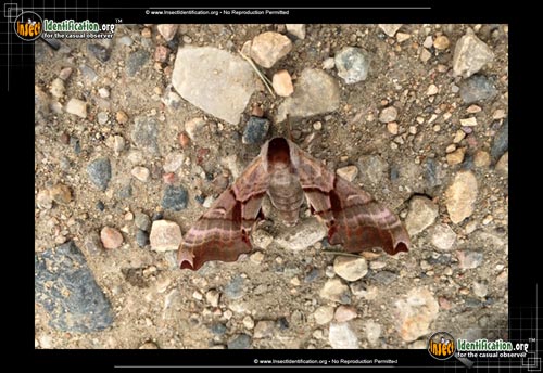 Thumbnail image of the Twin-Spotted-Sphinx-Moth
