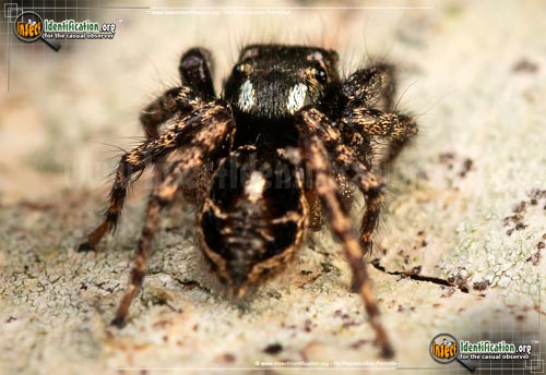 Thumbnail image of the Twinflagged-Jumping-Spider