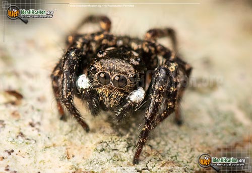 Thumbnail image #2 of the Twinflagged-Jumping-Spider