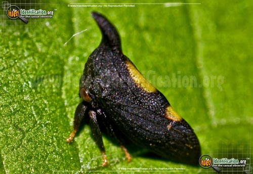 Thumbnail image of the Two-Marked-Treehopper