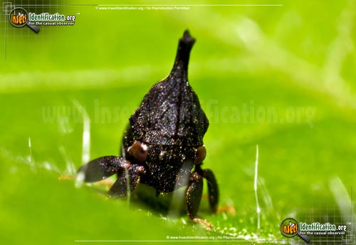 Thumbnail image #2 of the Two-Marked-Treehopper