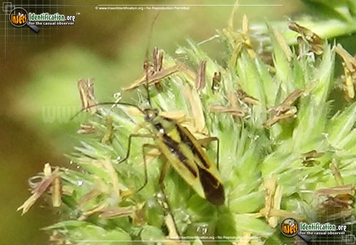 Thumbnail image #2 of the Two-spotted-Grass-Bug