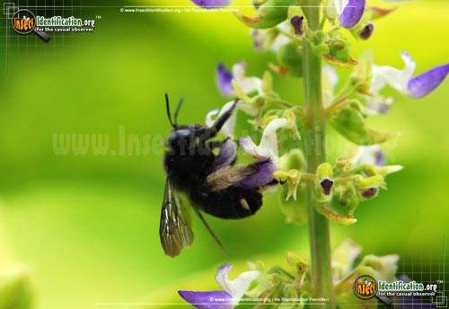 Thumbnail image of the Two-Spotted-Longhorn-Bee