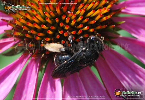 Thumbnail image #3 of the Two-Spotted-Longhorn-Bee